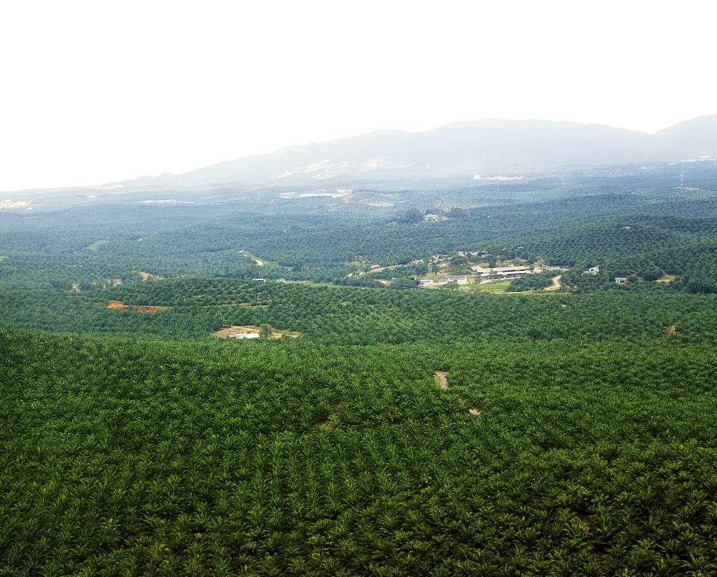 The UN says palm oil is responsible for an estimated 5 percent of forest clearance in tropical areas. /Vaara/Getty Creative/CFP