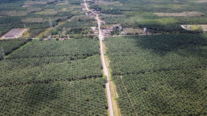 Environmentalists slam RI-Malaysia palm oil pledge – Society
