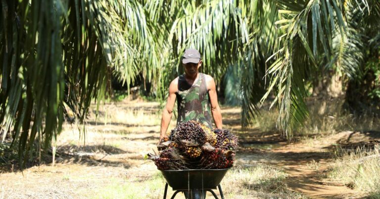 Explainer: Why Malaysia is considering a ban on palm oil exports to the European Union