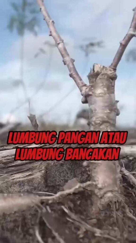 Prabowo Subianto gagal menggarap PSN Food Estate. Proyeknya mangkrak dan tidak d