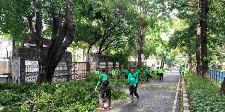 Pemangkasan Pohon Serentak