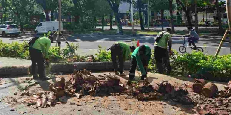 Distamhut DKI Pangkas Pohon Massal Antisipasi Angin Kencang