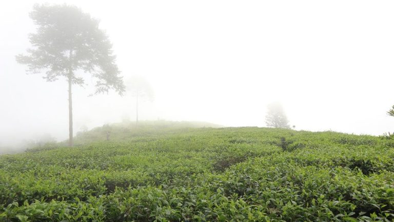 DPR Desak Polisi Ungkap Dalang Perusakan Kebun Teh Pangalengan