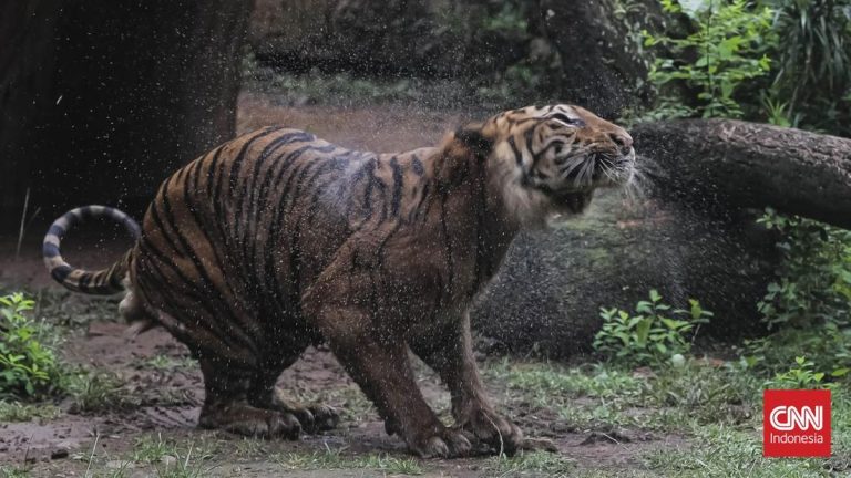 Penampakan Harimau Sumatera di Ragunan yang Viral Disebut Kurus