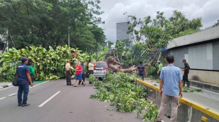 Pohon Tumbang Timpa Mobil dan Atap Jalur Bawah Tanah MRT Senayan