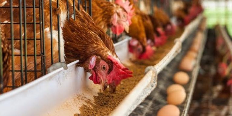 Program MBG Serap Produk Petani dan Peternak dengan Harga Tinggi