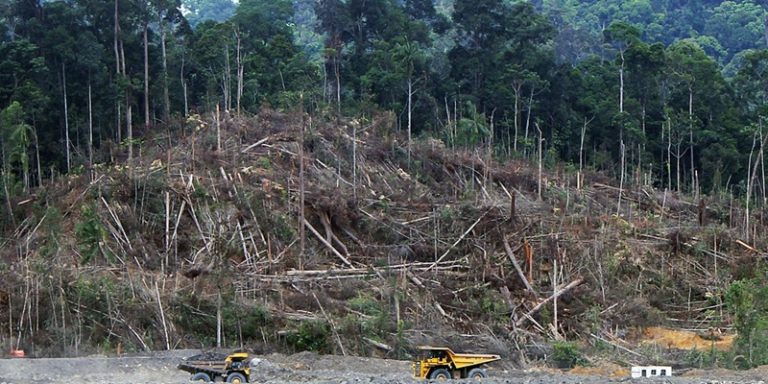 Duka Sumatera, Pengkhianat dan Deforestasi