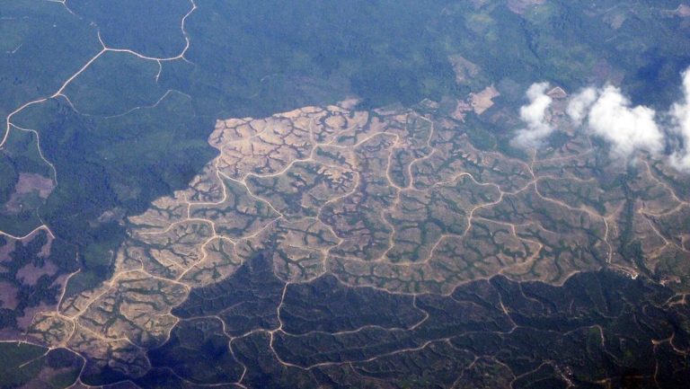 Potensi Kerugian Negara dari Sektor Hutan Mencapai Rp175 Triliun