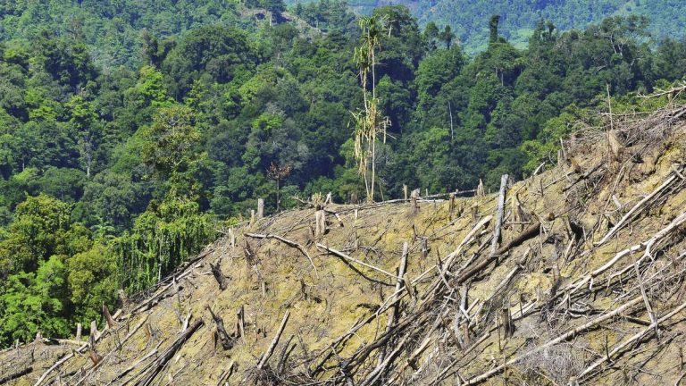 DPR Respons Usul Pandawara: Hutan Tak Bisa Diperjualbelikan