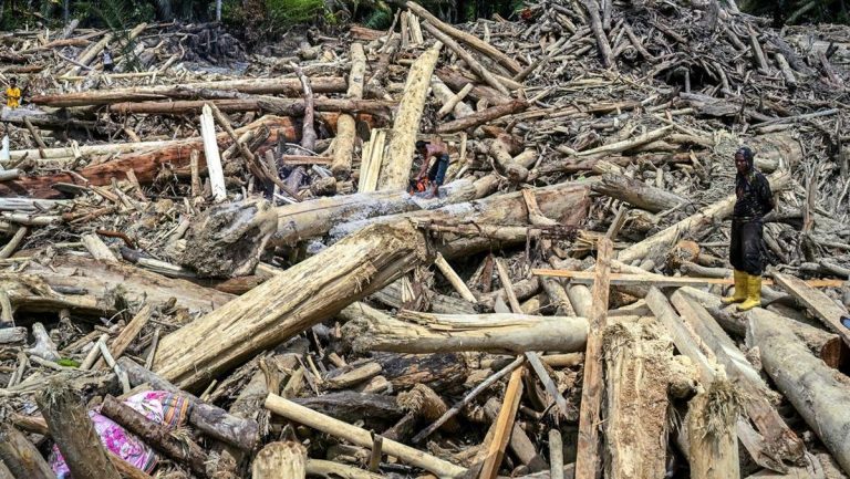 Ada Bekas Gergaji, Kayu Gelondongan Sumatra Kini Dibidik Jerat Pidana