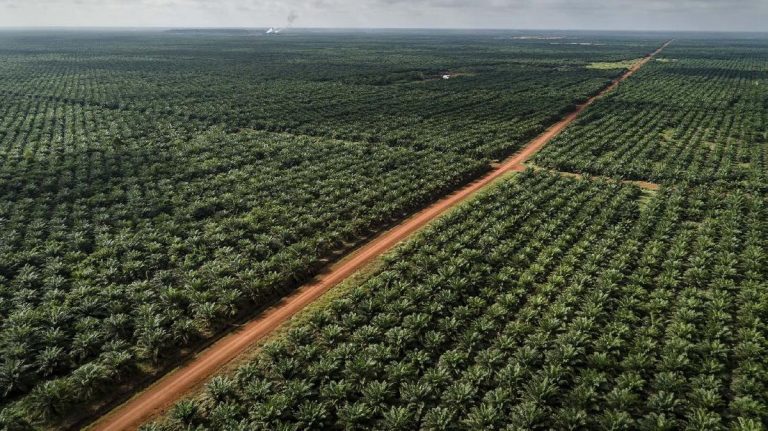 Politikus PKB Ingatkan Prabowo Tanam Sawit di Papua Picu Petaka