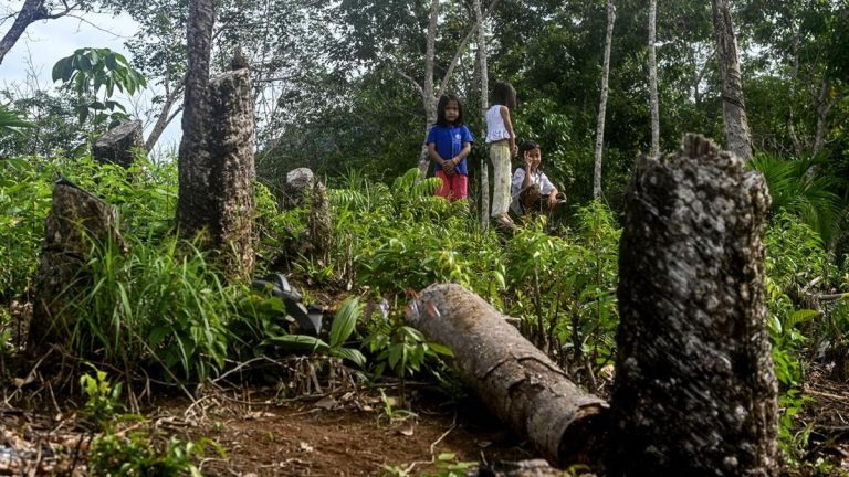 Perambahan Hutan Jadi Biang Kerok Bencana di Tukka Tapteng