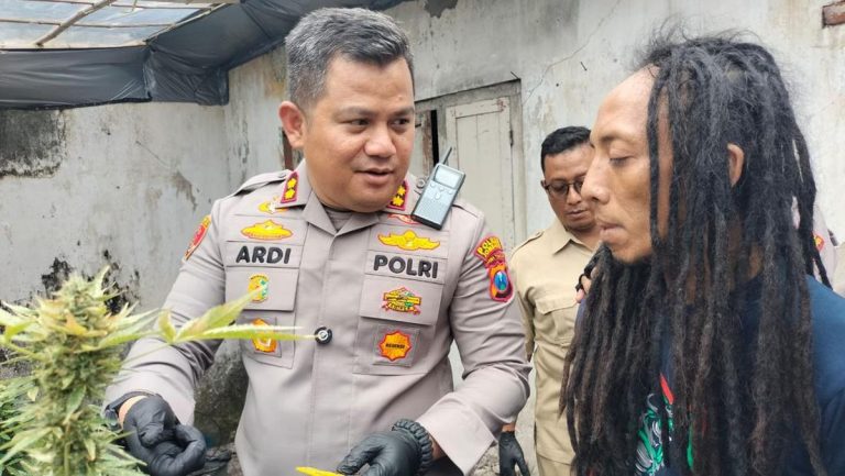 Polisi Gerebek Kontrakan Jadi Greenhouse Budidaya Ganja di Jombang