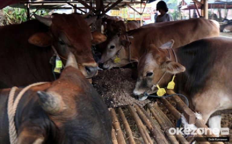 RI Bakal Tambah Populasi Sapi untuk Penuhi Susu MBG : Okezone Economy