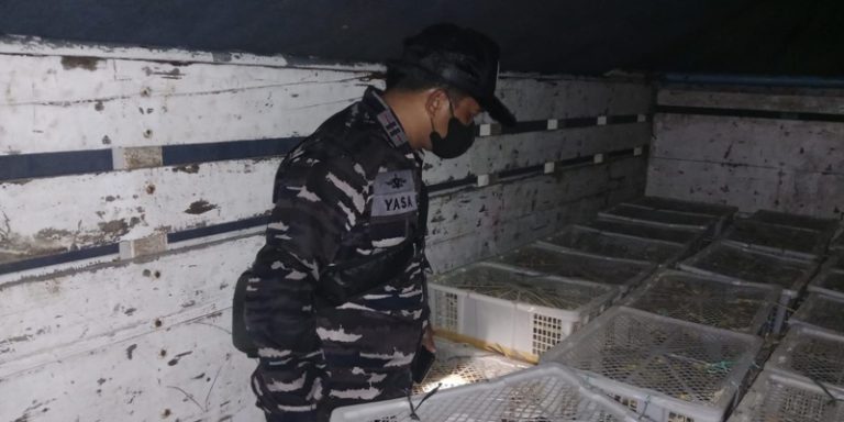 TNI AL Amankan Ribuan Burung Selundupan di Bali