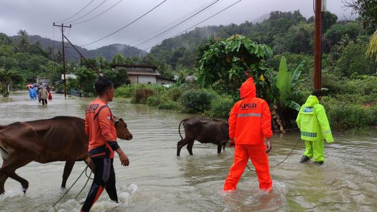 Banjir di Pulau Jemaja Anambas Kepri, BPBD Evakuasi Ternak Warga
