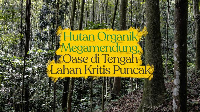 Hutan Organik Megamendung, Oase di Tengah Lahan Kritis Puncak