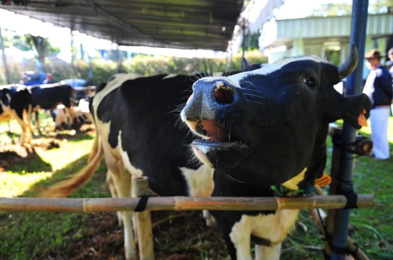 Kuota Impor Daging Sapi 2026 Hanya 30.000 Ton, Pengusaha Khawatir PHK : Okezone Economy