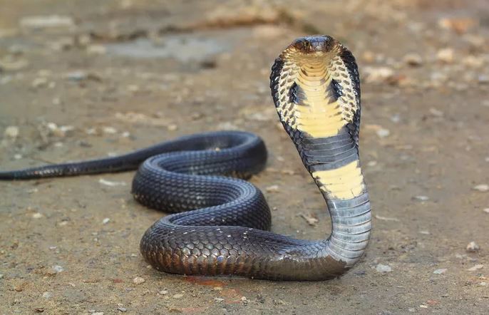 Kasus Gigitan Ular di Wilayah Baduy Jadi Sorotan, Kemenkes Sediakan Antibisa : Okezone Women