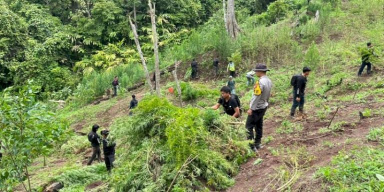 Polisi Temukan 3 Hektare Ladang Ganja di Empat Lawang