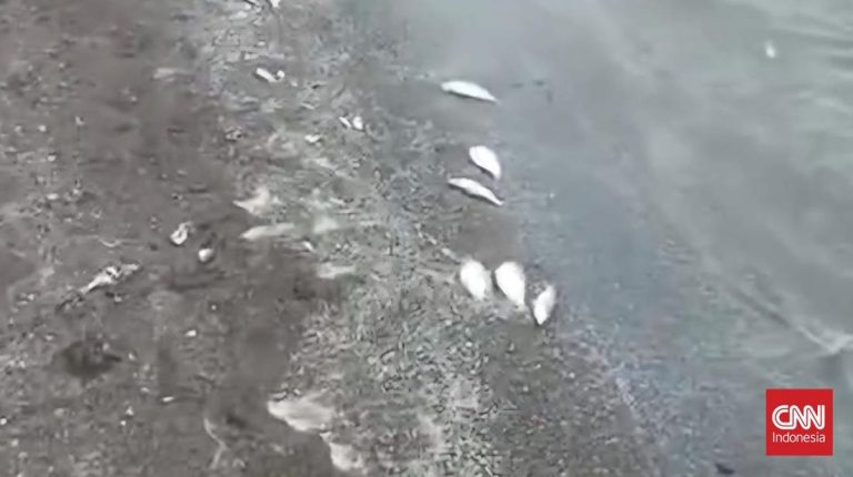 Ikan-Udang di Laut Tangerang Diduga Terdampak Cemaran Kimia Cisadane
