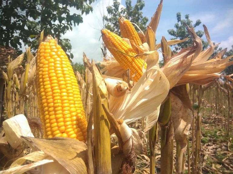 RI Buka Akses Impor Jagung AS, Khusus untuk Industri Makanan dan Minuman : Okezone Economy